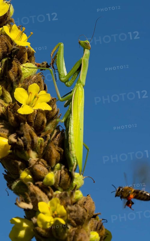 Praying mantis