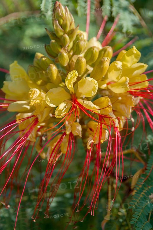 Bird of Paradise Bush