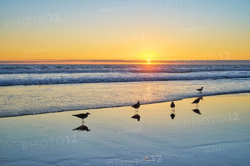 Seagulls on beach sund at atlantic ocean sunset with surging waves at Fonte da Telha beach