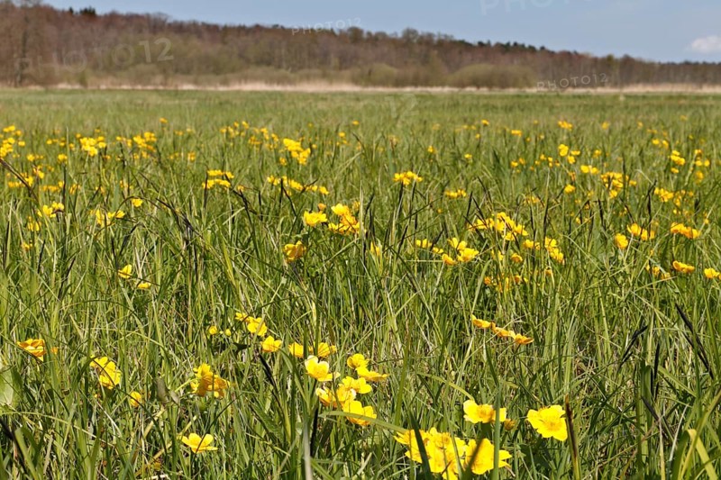 Wet meadow