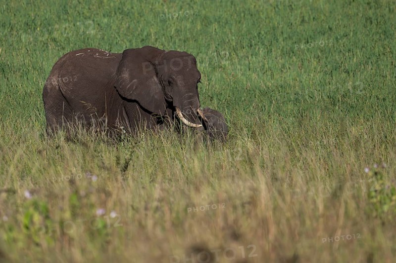 African elephant