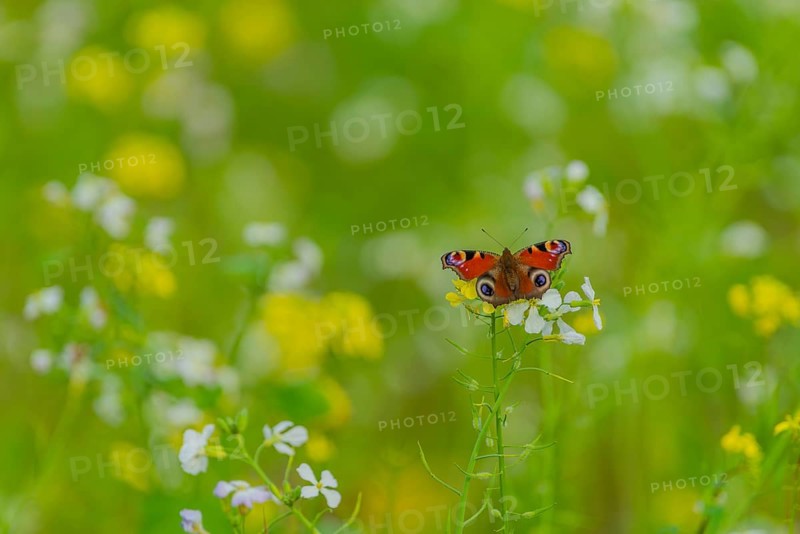 European peacock