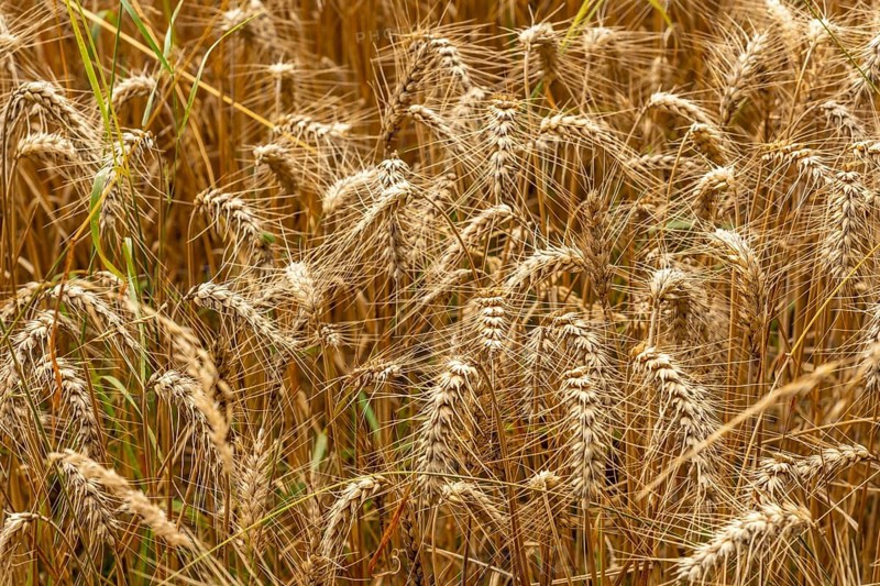 Detail of straw grains next to the straw barn in French Brittany in the summer of July