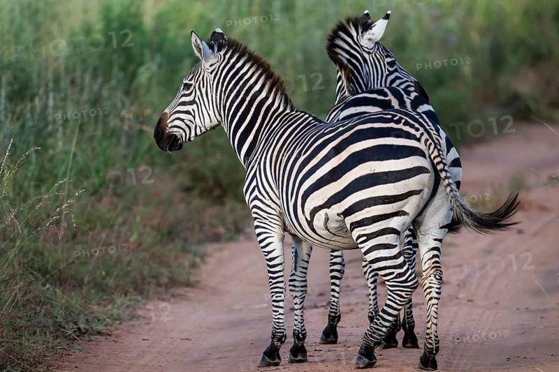 Plains zebra