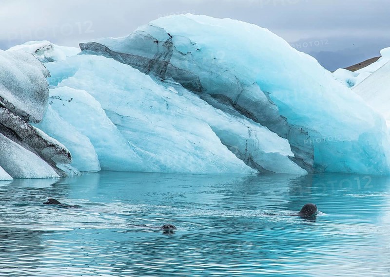 Beautiful icebergs the Jokulsarlon Ice Lake in the golden circle of southern Iceland