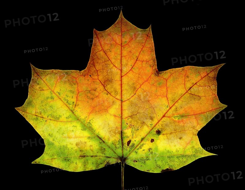 Autumn coloured leaf of a maple