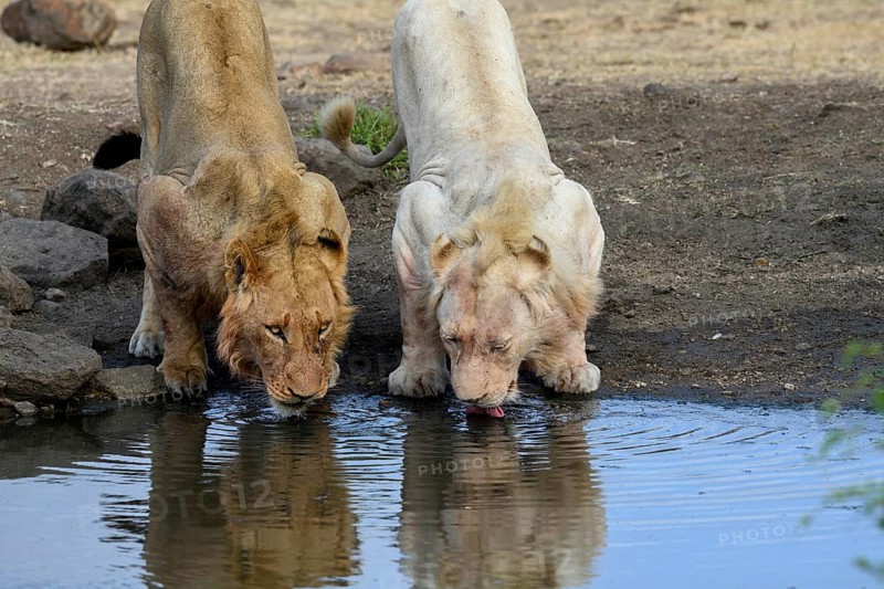 Lions