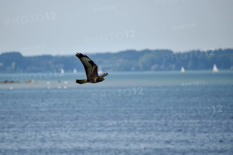 A buzzard