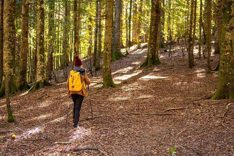 Irati forest or jungle in autumn