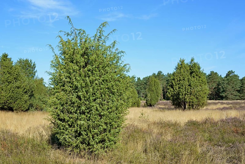 Heathland