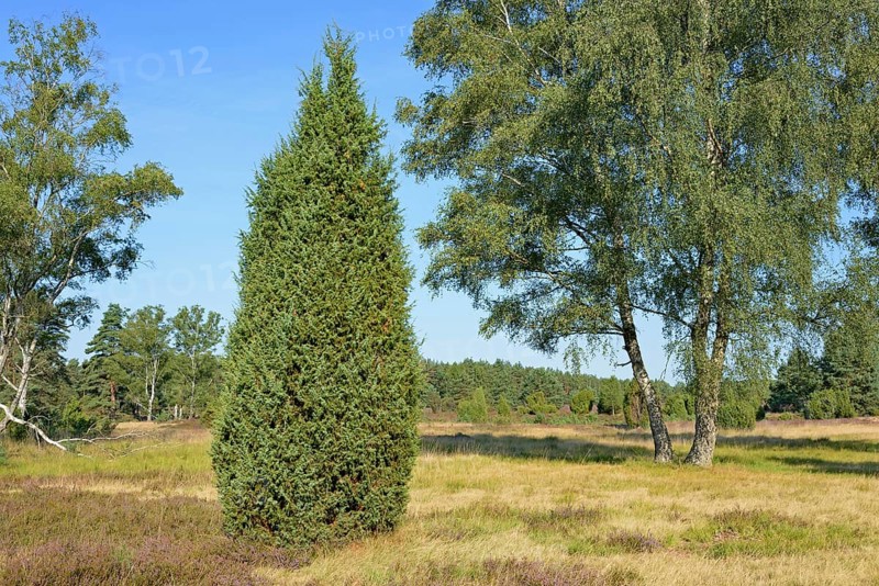 Heathland