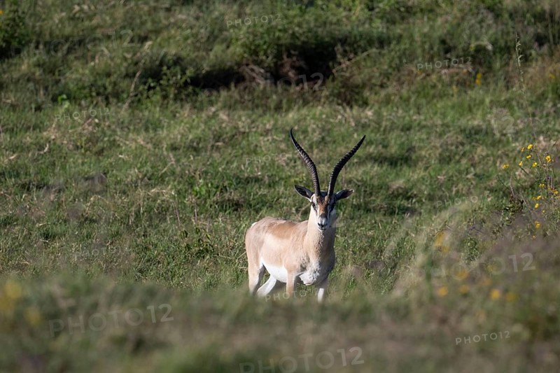 Grant's gazelle