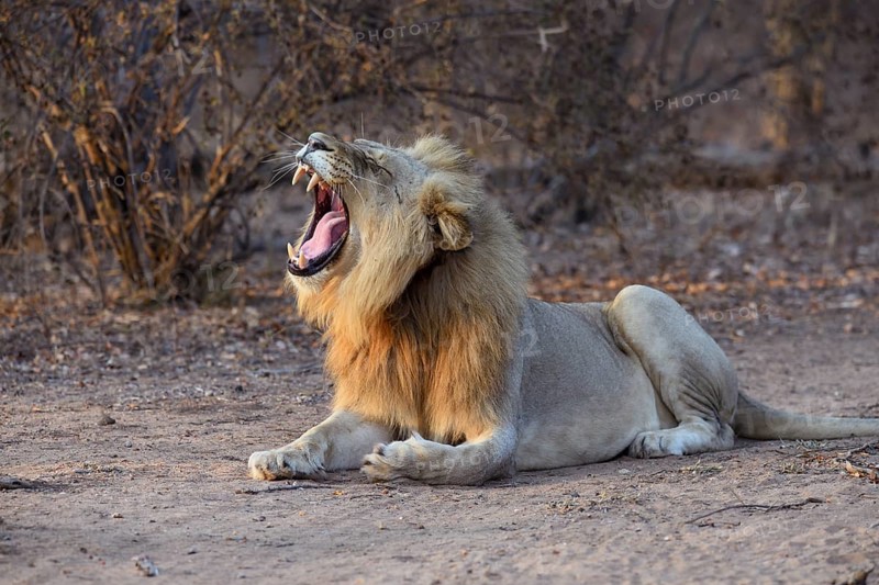 Yawning lion
