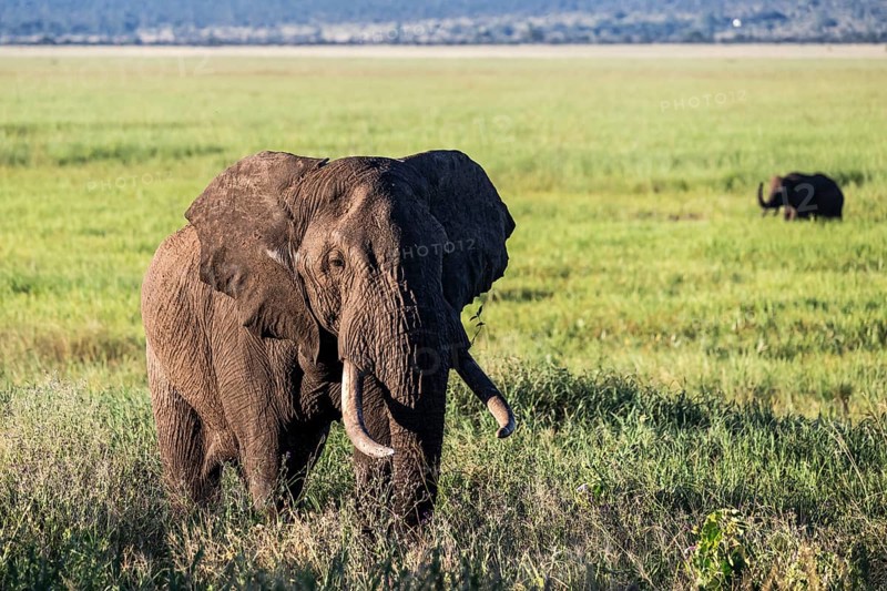African elephant