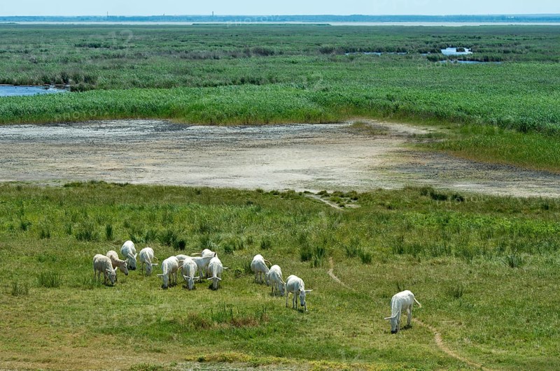 Herd of Austro-Hungarian White Baroque Asses