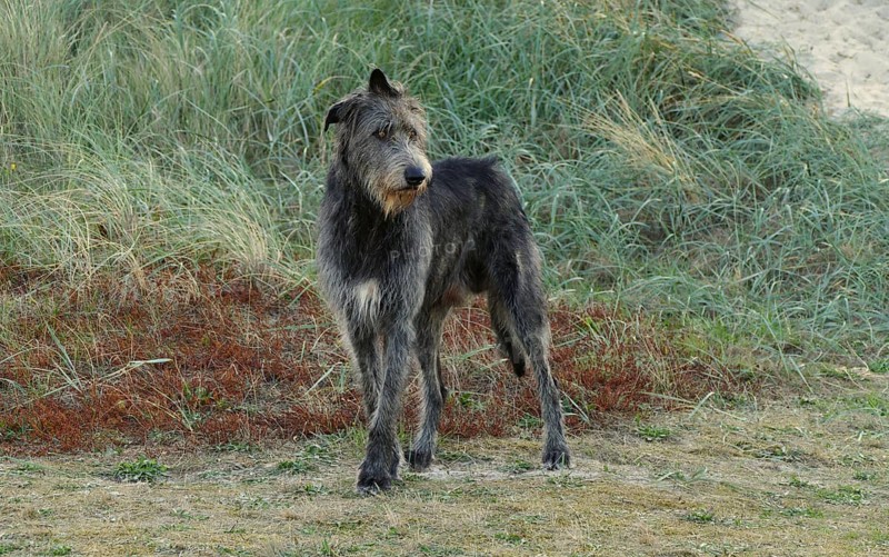 Irish Wolfhound