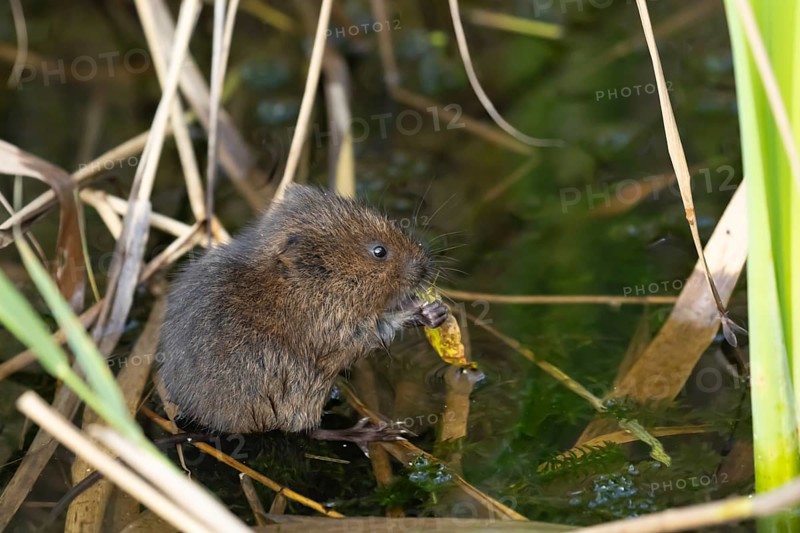 Water vole