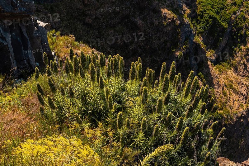 Plants on top of the Ninho da