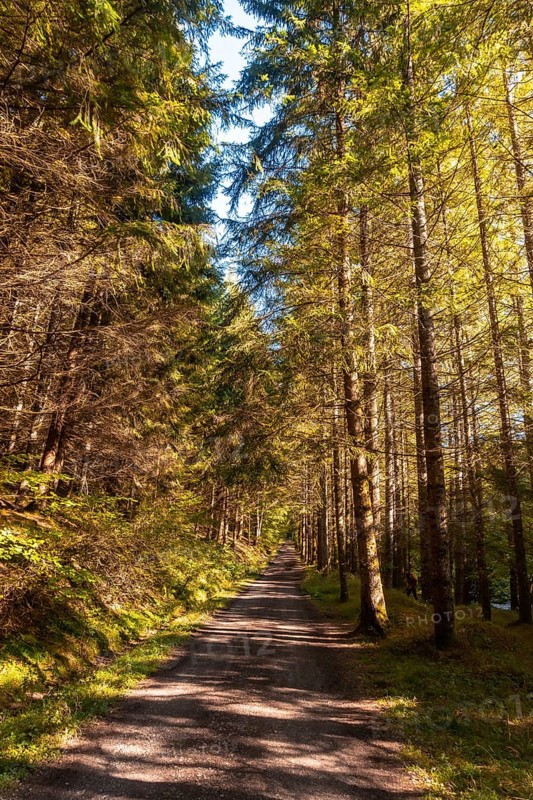 Irati forest or jungle in autumn