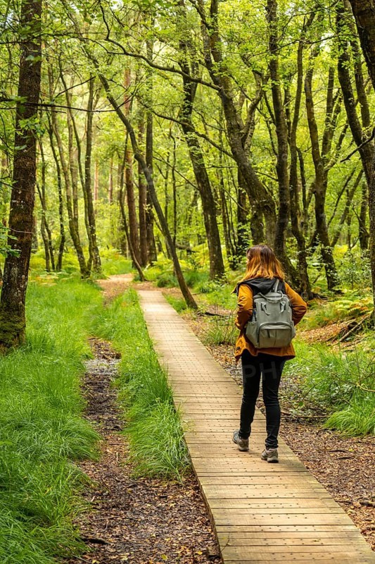 A young girl on the wooden footpath at Lake Paimpont in the Broceliande forest