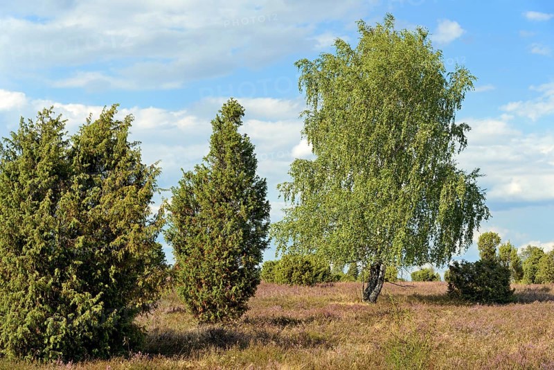 Heathland