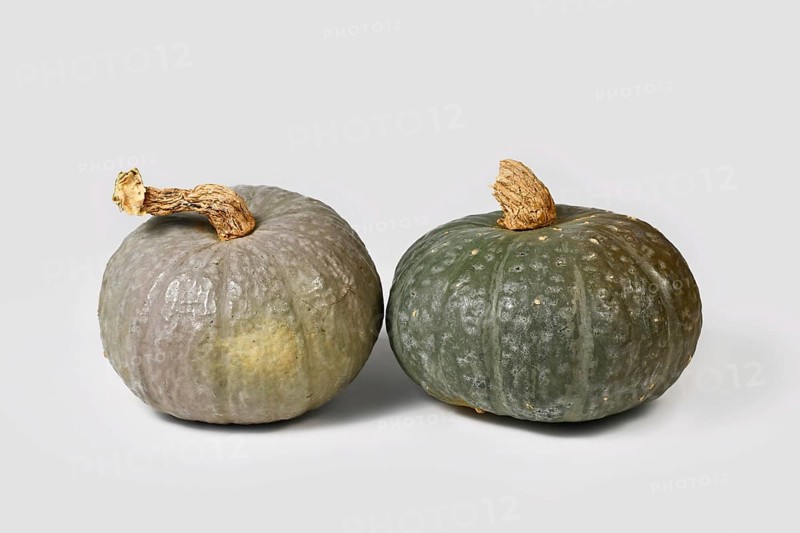 Green Japanese Kabocha squash and blue Kuri squash next to each other