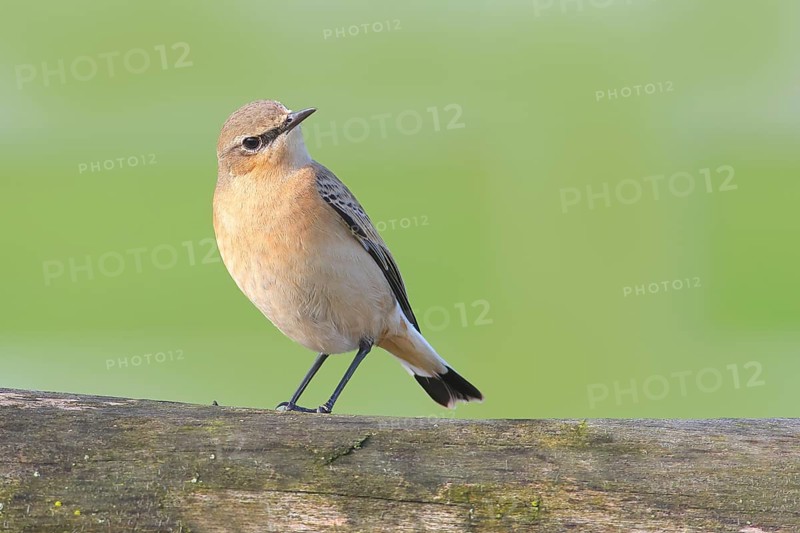 Northern wheatear