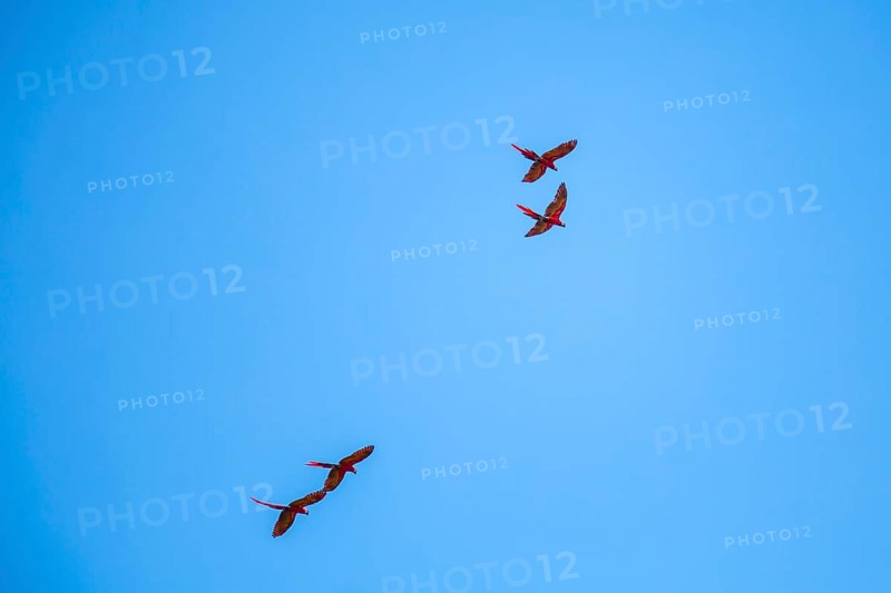 Two couples of Macaws flying in Copan Ruinas temples. Honduras