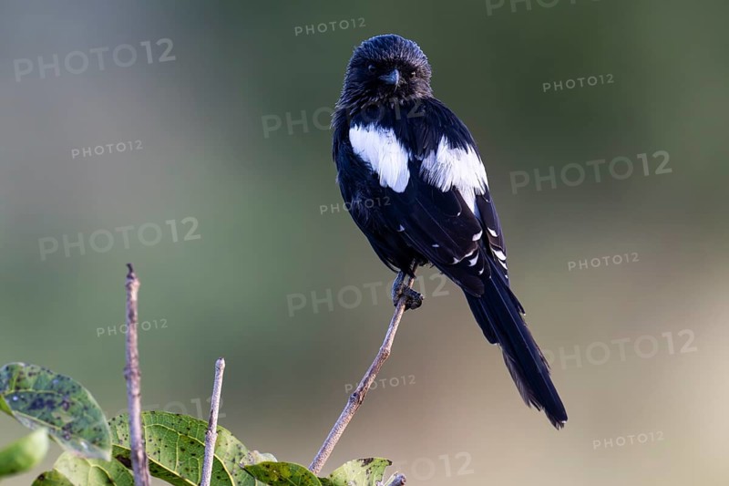 Magpie Shrike