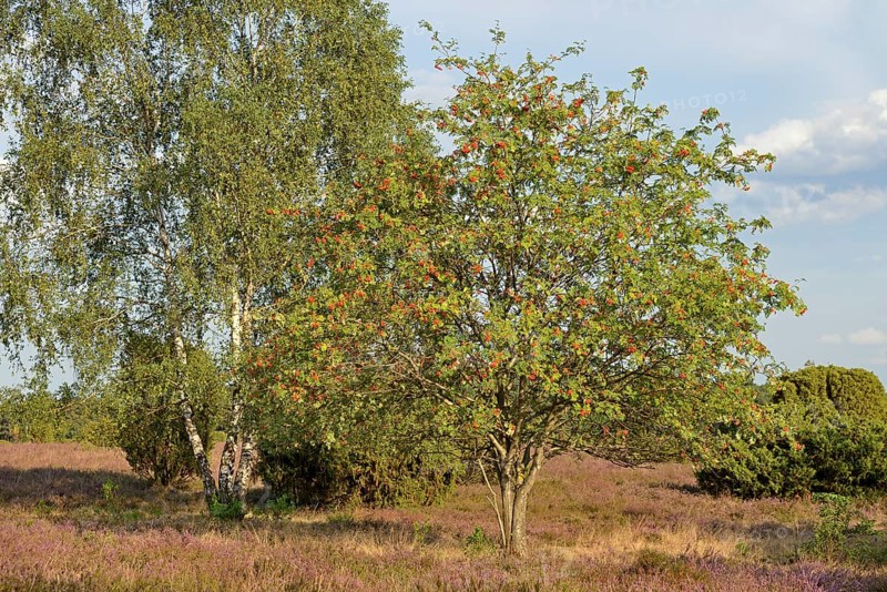 Heath landscape