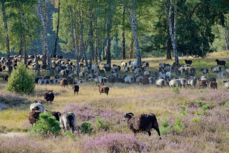 Heidschnucken and Boer goats