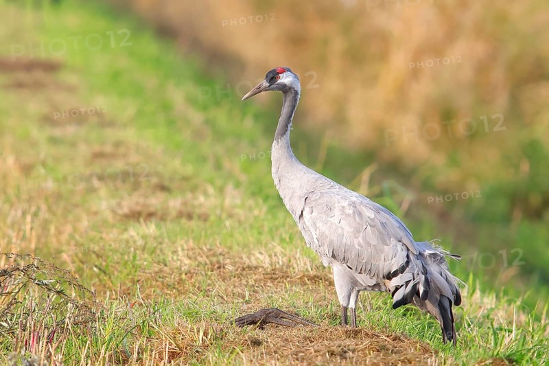 Crane