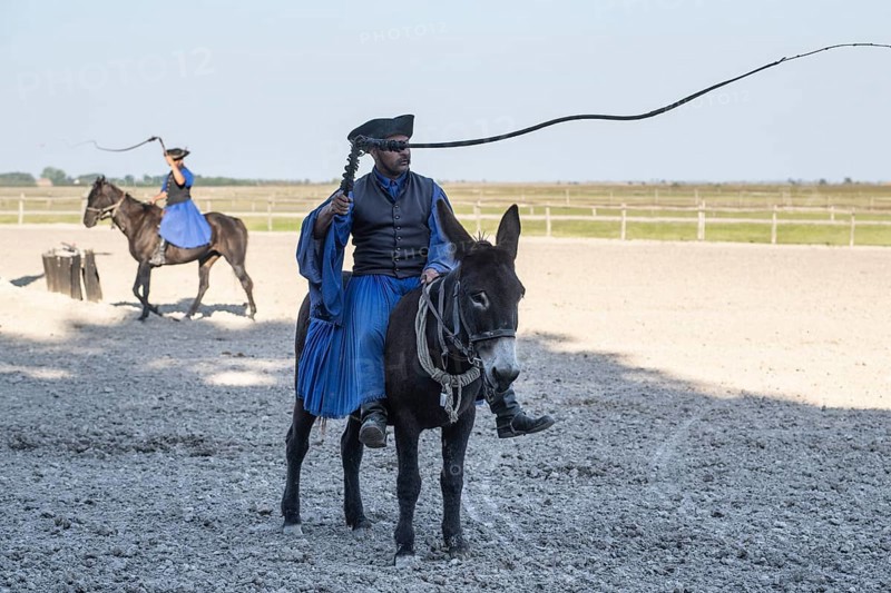 Cracking the whip with the Hungarian shepherd's whip on a donkey