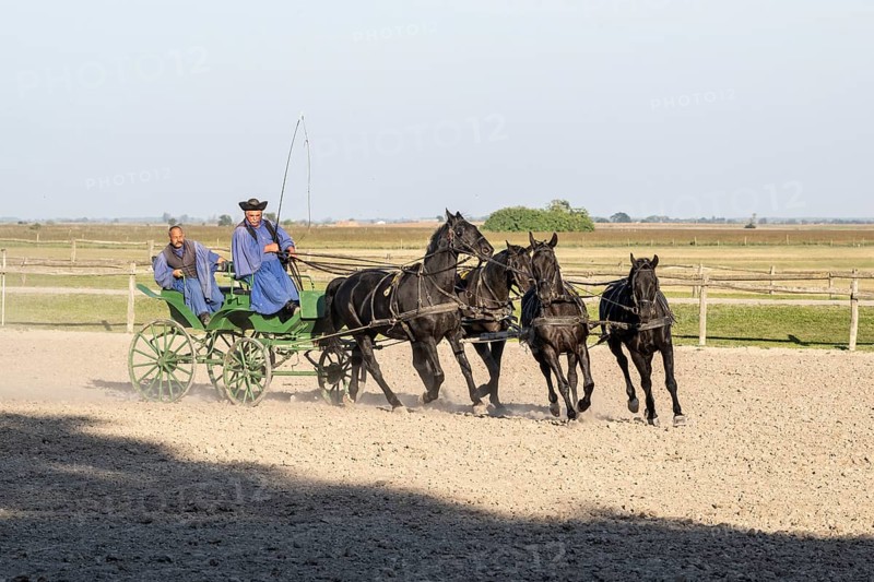 Horses