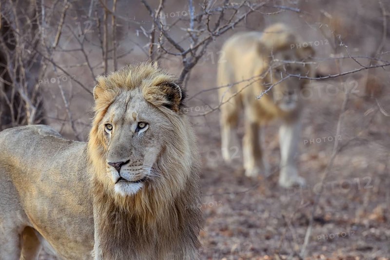 Lions