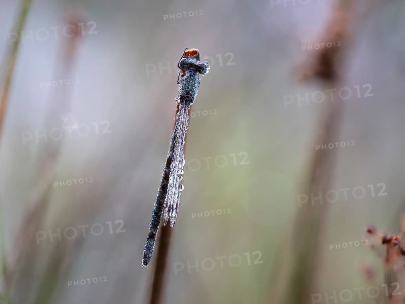 Emerald damselfly