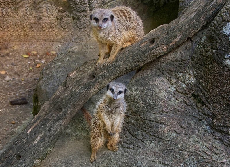 Meerkats