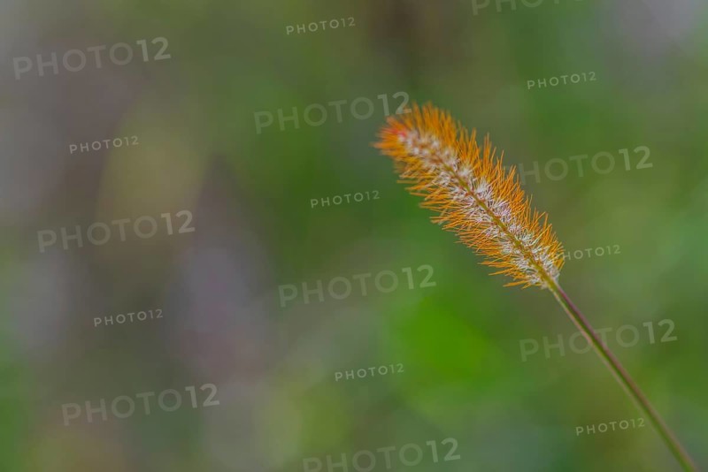 Yellow bristle-grass