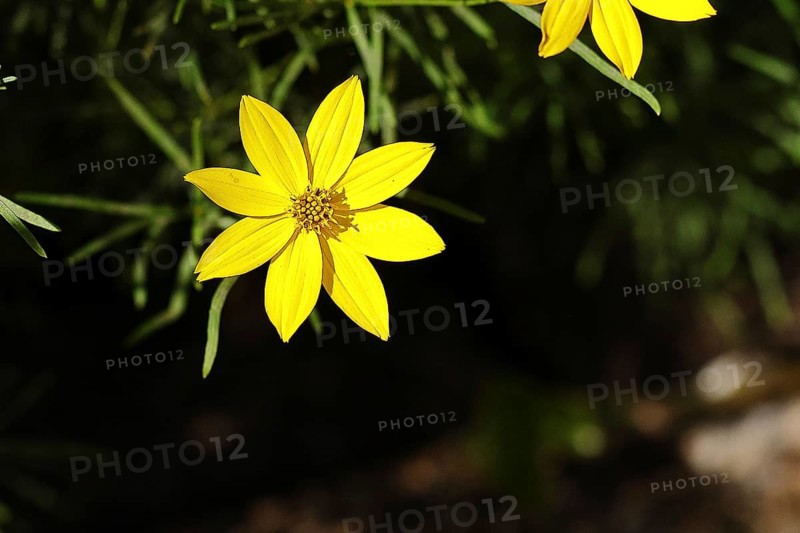 Yellow milk star