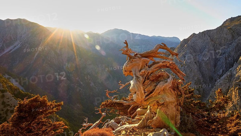 Morning light