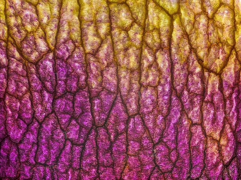 Petal of an orchid