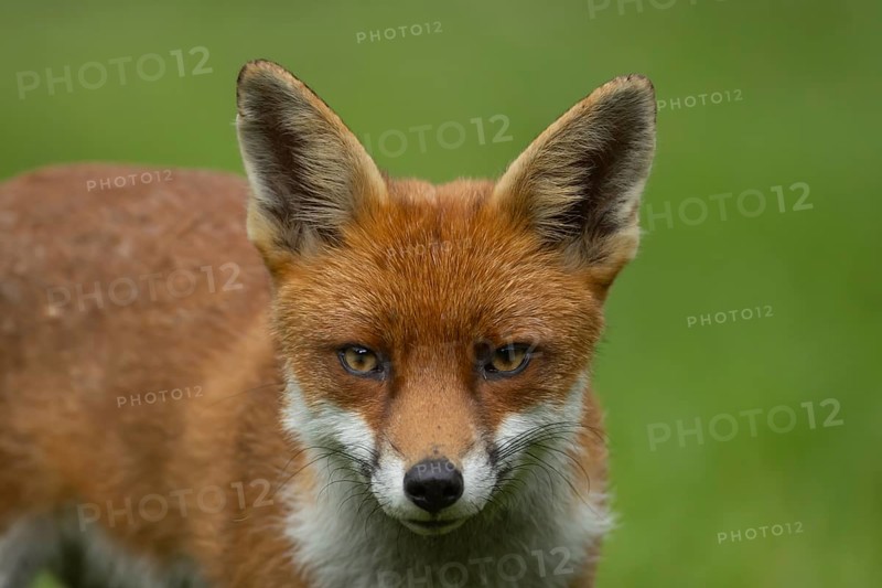 Red fox
