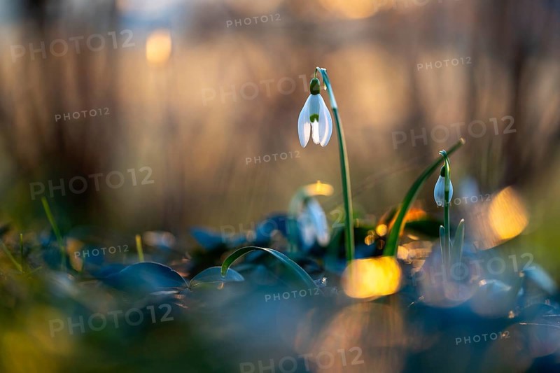 Common snowdrop