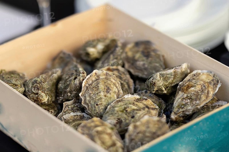 Lots of oysters inside the container before serving in the restaurant. Mid shot