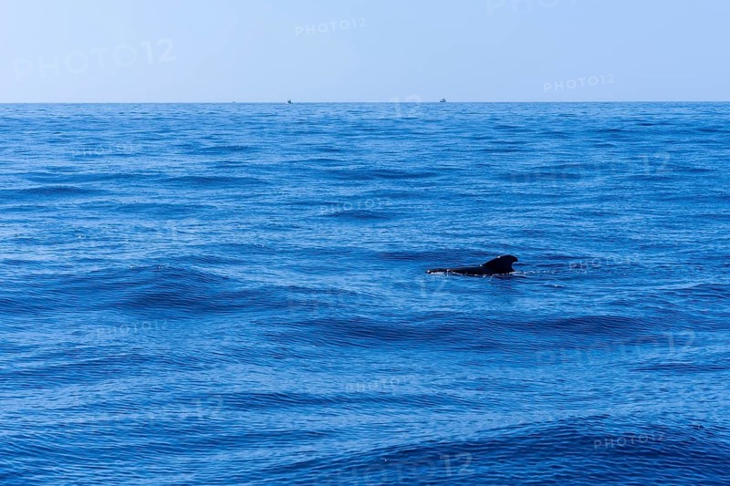 Whale Calderon Tropical the smallest whale in the world on the Costa de Adeje in the south of Tenerife