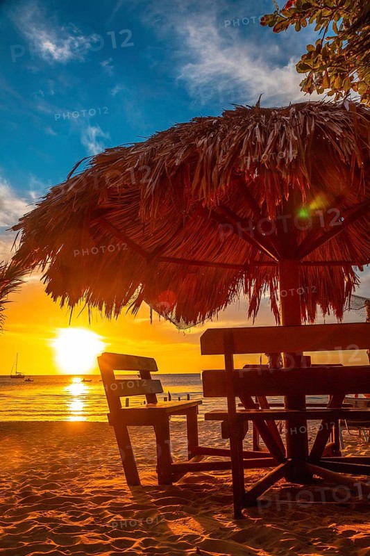 A palm tree on the beach at Sunset from West End Beach