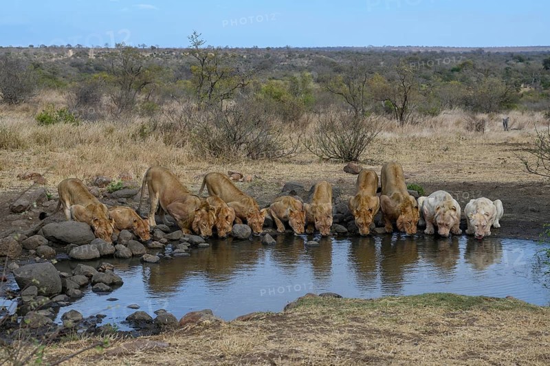 Lions
