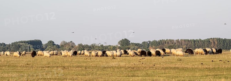 Zackel domestic sheep