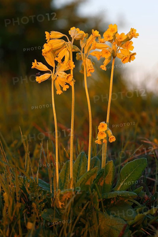 Common cowslip