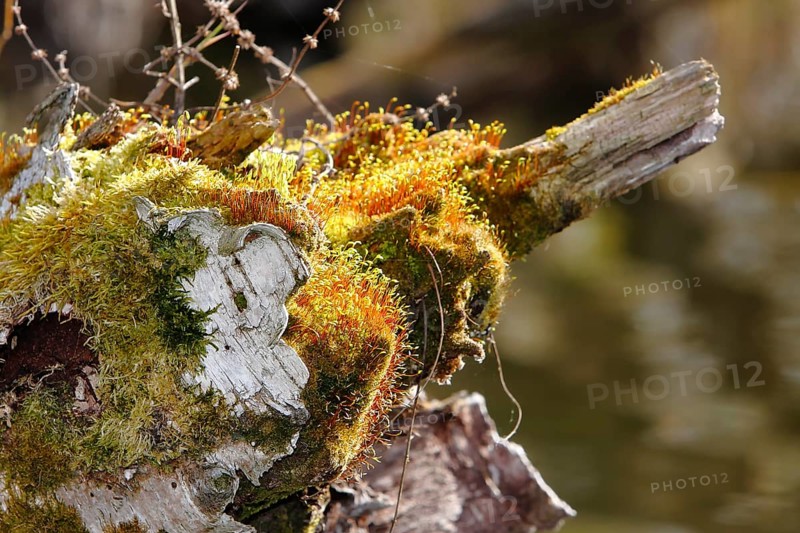 Spore capsules of the golden lady's moss